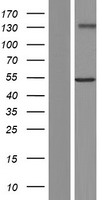 GXYLT2 Human Over-expression Lysate