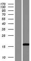 C14orf184 Human Over-expression Lysate