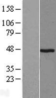 Pepsin (PGA4) Human Over-expression Lysate