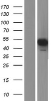 PGA3 Human Over-expression Lysate