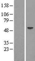 Fukutin (FKTN) Human Over-expression Lysate