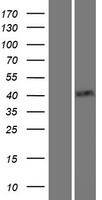 TTF1 (NKX2-1) Human Over-expression Lysate