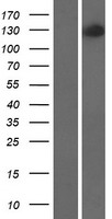 HNRNPUL2 Human Over-expression Lysate