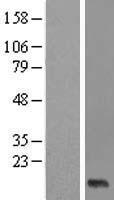 XAGE2B Human Over-expression Lysate
