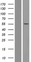 CPEB1 Human Over-expression Lysate
