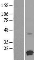 FAM153CP Human Over-expression Lysate