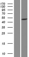 PAICS Human Over-expression Lysate