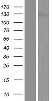 UBN1 Human Over-expression Lysate