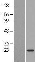 TMEM134 Human Over-expression Lysate