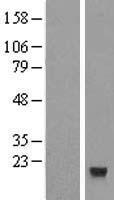 CXX1 (FAM127A) Human Over-expression Lysate