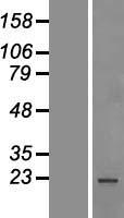 SF2 (SRSF1) Human Over-expression Lysate