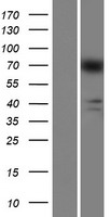 AGAP8 Human Over-expression Lysate