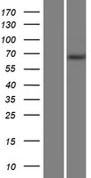 MTMR14 Human Over-expression Lysate