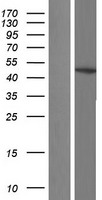 G protein alpha S (GNAS) Human Over-expression Lysate