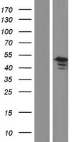 G protein alpha S (GNAS) Human Over-expression Lysate
