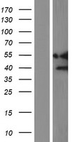 Constitutive androstane receptor (NR1I3) Human Over-expression Lysate