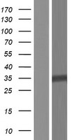 DPH5 Human Over-expression Lysate