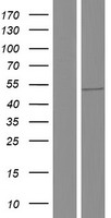 RBM23 Human Over-expression Lysate