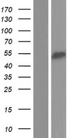 RBM23 Human Over-expression Lysate