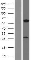 NPRL3 Human Over-expression Lysate