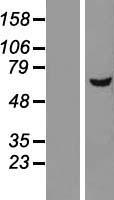 DEPDC7 Human Over-expression Lysate