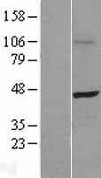 SKAP55 (SKAP1) Human Over-expression Lysate