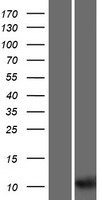 UQCRHL Human Over-expression Lysate