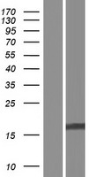 C5orf49 Human Over-expression Lysate