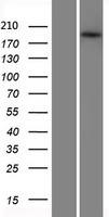 ATP binding cassette sub family A member 3 (ABCA3) Human Over-expression Lysate