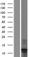 C17orf89 (NDUFAF8) Human Over-expression Lysate