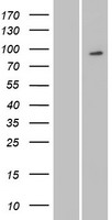 MYSM1 Human Over-expression Lysate