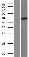 FOXD4L6 Human Over-expression Lysate