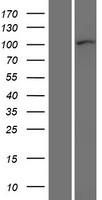 CTNND1 Human Over-expression Lysate