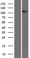 CTNND1 Human Over-expression Lysate