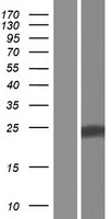 LNP1 Human Over-expression Lysate