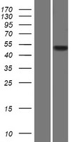MAB21L4 Human Over-expression Lysate