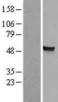 ARSA Human Over-expression Lysate