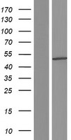 C5ORF33 (NADK2) Human Over-expression Lysate