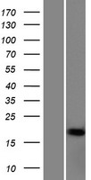 NFE4 Human Over-expression Lysate