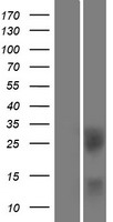CD272 (BTLA) Human Over-expression Lysate