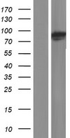 PLOD3 Human Over-expression Lysate