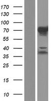 SARG (C1orf116) Human Over-expression Lysate