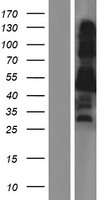 OPA1L (WBP1L) Human Over-expression Lysate