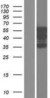 CELF2 Human Over-expression Lysate