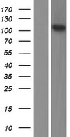 FGD3 Human Over-expression Lysate