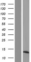 PYDC2 Human Over-expression Lysate