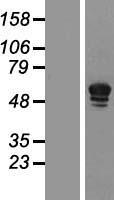 PDE5A Human Over-expression Lysate