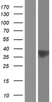 NKAPD1 Human Over-expression Lysate