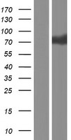 LILRB3 Human Over-expression Lysate