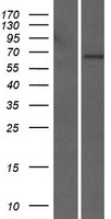 LILRB5 Human Over-expression Lysate